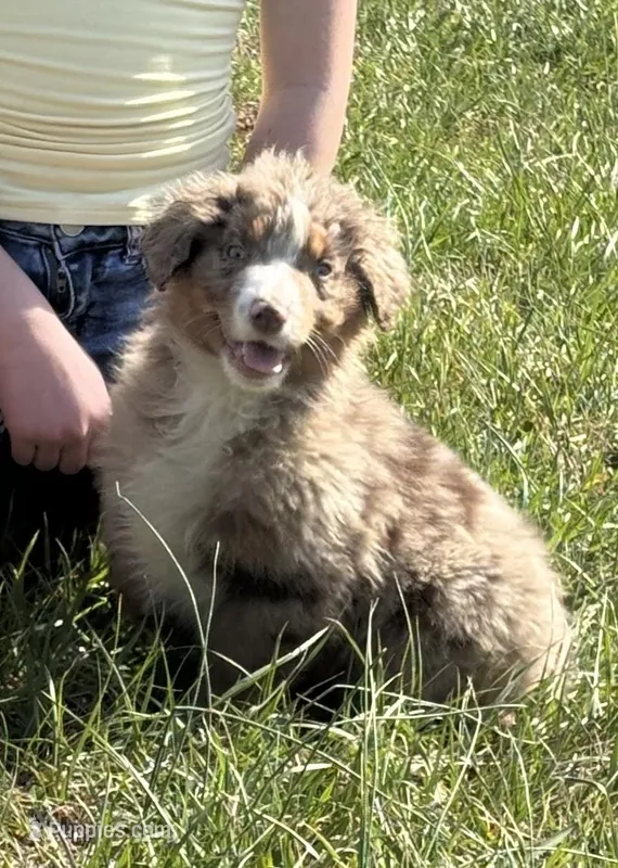 Mickey – Australian Shepherd puppy for sale in Rustburg, VA