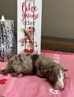 Mickey, a male Australian Shepherd for sale in Rustburg, VA – Photo 4 of 7