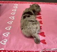 Mickey, a male Australian Shepherd for sale in Rustburg, VA – Photo 5 of 7