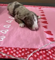 Mickey, a male Australian Shepherd for sale in Rustburg, VA – Photo 2 of 7