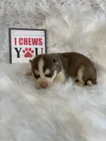 Chance, a male Siberian Husky for sale in Rustburg, VA – Photo 1 of 3