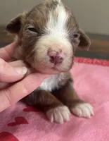 Mickey, a male Australian Shepherd for sale in Rustburg, VA – Photo 3 of 7