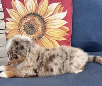 Roman, a male Australian Shepherd for sale in Rustburg, VA – 4 of 5