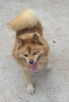 Sebastian , a male Pomsky for sale in Rustburg, VA – 2 of 3