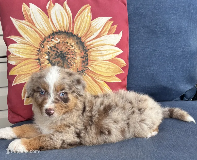 Roman – Australian Shepherd puppy for sale in Rustburg, VA