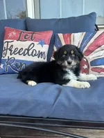 Sam, a male Australian Shepherd for sale in Rustburg, VA – 3 of 3