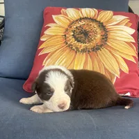 Rudy, a male Australian Shepherd for sale in Rustburg, VA – 2 of 4