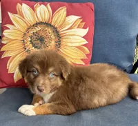 Matilda, a female Australian Shepherd for sale in Rustburg, VA – 5 of 5