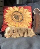 Leo, a male Australian Shepherd for sale in Rustburg, VA – 2 of 3