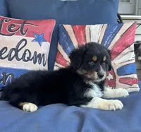 Sam, a male Australian Shepherd for sale in Rustburg, VA – 2 of 3