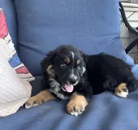 Jake, a male Australian Shepherd for sale in Rustburg, VA – 2 of 2
