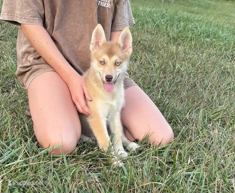 Sidney – Pomsky puppy for sale in Rustburg, VA