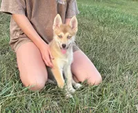 Sidney, a female Pomsky for sale in Rustburg, VA – 1 of 6