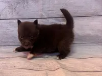 Blu, a male Pomsky for sale in Rustburg, VA – 5 of 5