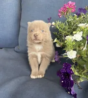 Blu, a male Pomsky for sale in Rustburg, VA – 4 of 9