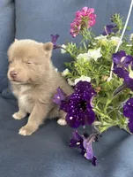 Blu, a male Pomsky for sale in Rustburg, VA – 6 of 9