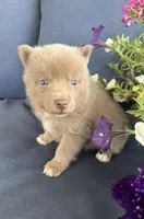 Blu, a male Pomsky for sale in Rustburg, VA – 7 of 9