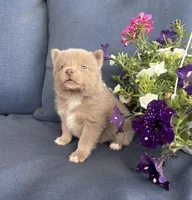 Blu, a male Pomsky for sale in Rustburg, VA – 8 of 9