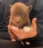 Blu, a male Pomsky for sale in Rustburg, VA – 3 of 5