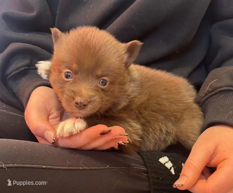 Blu – Pomsky puppy for sale in Rustburg, VA