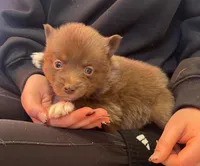 Blu, a male Pomsky for sale in Rustburg, VA – 1 of 5