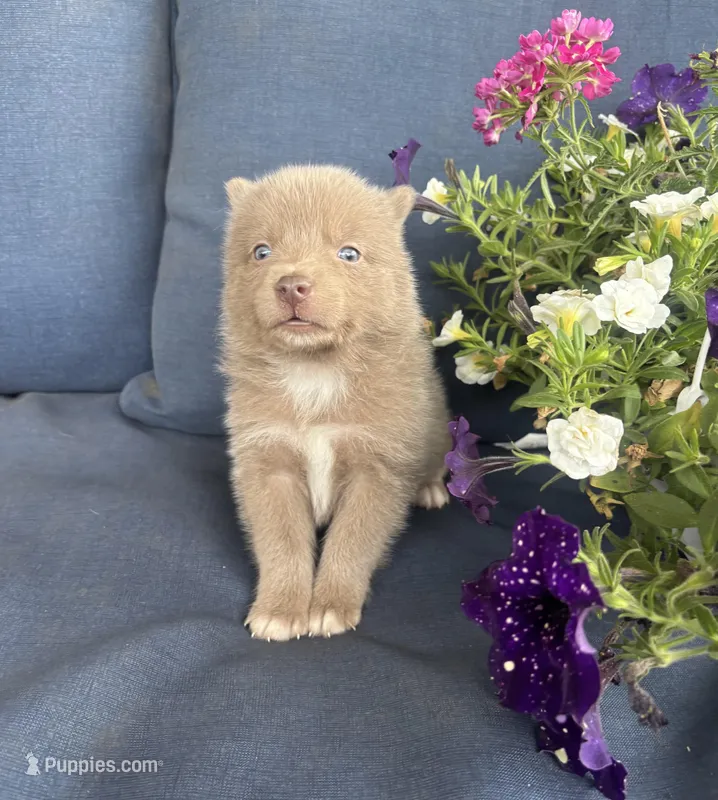 Blu – Pomsky puppy for sale in Rustburg, VA