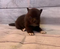 Blu, a male Pomsky for sale in Rustburg, VA – 4 of 5