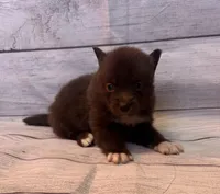 Blu, a male Pomsky for sale in Rustburg, VA – 2 of 5