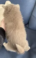 Blu, a male Pomsky for sale in Rustburg, VA – 9 of 9