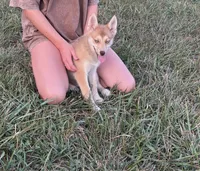Sidney, a female Pomsky for sale in Rustburg, VA – 2 of 6