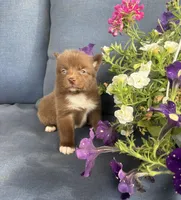 Coco, a female Pomsky for sale in Rustburg, VA – 8 of 8