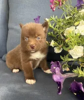 Coco, a female Pomsky for sale in Rustburg, VA – 4 of 8