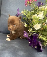 Coco, a female Pomsky for sale in Rustburg, VA – 6 of 8
