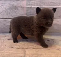 Piper , a female Pomsky for sale in Rustburg, VA – 3 of 4