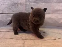 Piper , a female Pomsky for sale in Rustburg, VA – 4 of 4