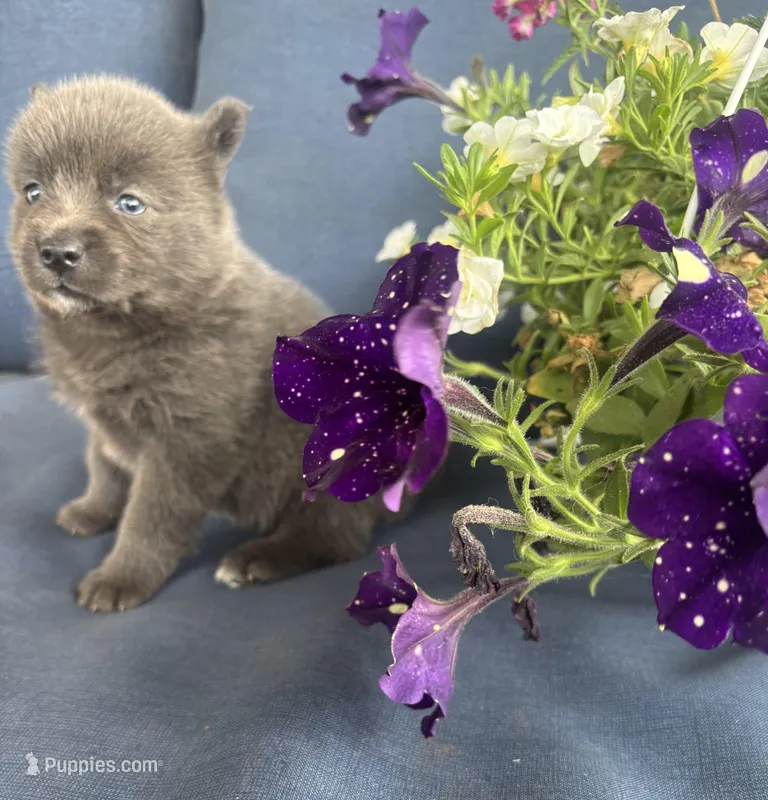 Piper  – Pomsky puppy for sale in Rustburg, VA