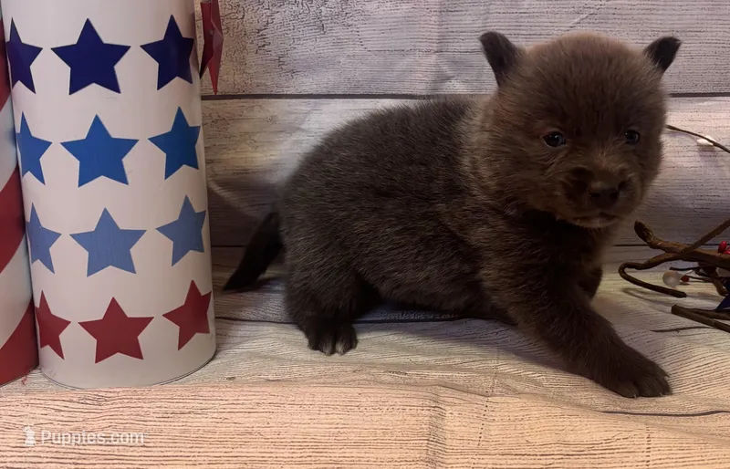 Piper  – Pomsky puppy for sale in Rustburg, VA