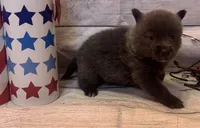 Piper , a female Pomsky for sale in Rustburg, VA – 1 of 4