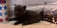 Piper , a female Pomsky for sale in Rustburg, VA – 2 of 4