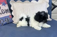 Rita, a female Havanese for sale in Rustburg, VA – 4 of 4