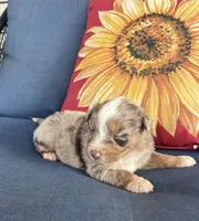 Roman, a male Australian Shepherd for sale in Rustburg, VA – 3 of 4