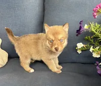 Sidney, a male Pomsky for sale in Rustburg, VA – 7 of 7