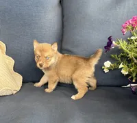 Sidney, a male Pomsky for sale in Rustburg, VA – 3 of 7