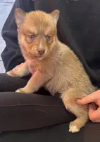 Sidney, a male Pomsky for sale in Rustburg, VA – 4 of 7