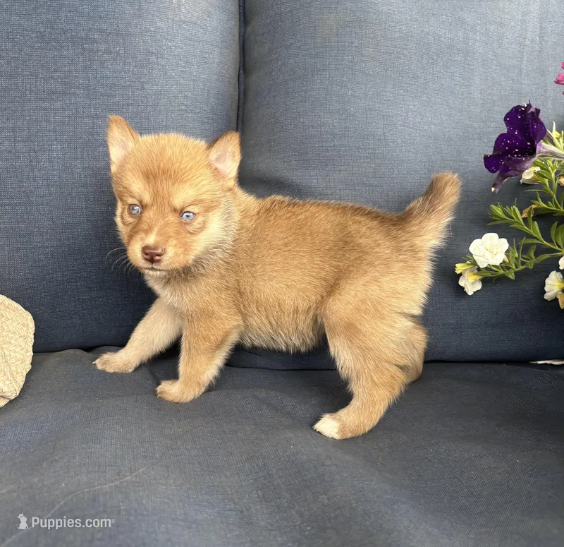Sidney – Pomsky puppy for sale in Rustburg, VA