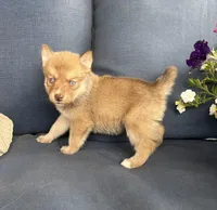 Sidney, a male Pomsky for sale in Rustburg, VA – 1 of 7