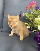 Sidney, a male Pomsky for sale in Rustburg, VA – 6 of 7