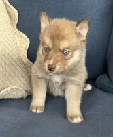 Sidney, a male Pomsky for sale in Rustburg, VA – 5 of 7