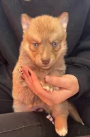 Sidney, a male Pomsky for sale in Rustburg, VA – 2 of 7