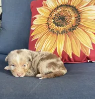 Cooper, a male Australian Shepherd for sale in Rustburg, VA – 4 of 4
